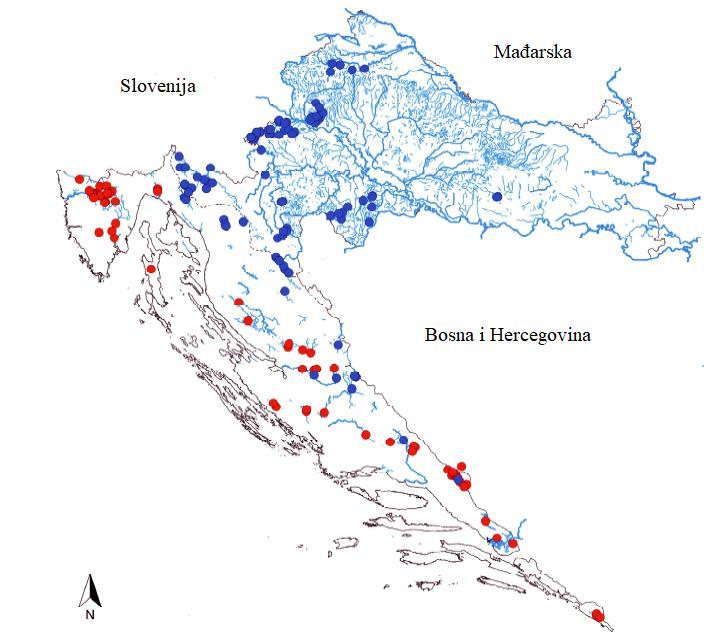 U Republici Hrvatskoj pronalazimo ga u vodotocima crnomorskog slijeva kontinentalnog dijela, no takoďer je zabiljeţen i u nekoliko potoka jadranskog slijeva, kao što su pritoke Zrmanje i Krke