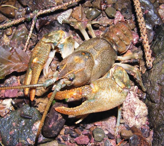a) b) Slika 8. a) Muţjak potočnog raka; b) Ţenka potočnog raka s jajima pričvršćenim za pleopodne noge ispod abdomena (izvor:http://european-crayfish.org).