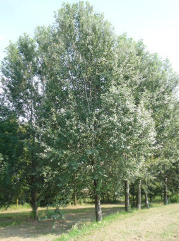 1 UVOD Bijela topola (Populus alba) rasprostranjena je u Europi sve do područja srednje i zapadne Azije.