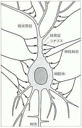 Akson Izlaz Sinapse 10 12 2.4 2.0 1.6 1.2 1 M 4 M 8 M 1 G Detinjstvo Broj sinapsi (primarna vizuelna zona) Selektivna smrt ćelija 0.8 Rođenje 10 G 0.