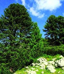 za{ti}ene biljne vrste r, klekovina, krivulj (Pinus mugo) Sastojina na U~ki (gornja granica {umske vegetacije), klekovina, krivulj Pi{e: Ivica Tomi} Foto: Arhiva dugi 6 mm i zasmoljeni.