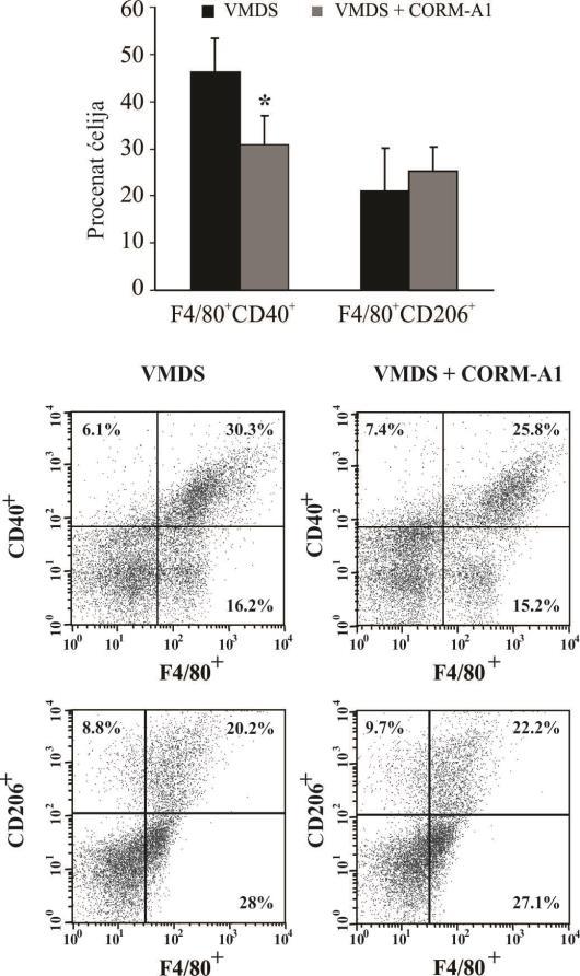 4.3.3. Efekat CORM-A1 na ćelijski fenotip, ekspresiju i sekreciju citokina mononukleusnih ćelija slezine Kako slezina predstavlja imunski organ u kome može doći do prezentacije autoantigena ćelija