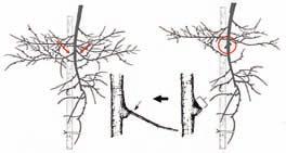 Izolacija vrha vrh stabla treba završavati s jednom granom, zbog čega se konkurentni prirasti uklanjaju tako da ostaje samo jedna grana koja se kasnije povija radi zaustavljanja rasta.