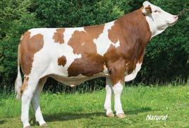 Njegova majka ADELE je vrlo produktivna krava i predstavljena je na Eurotier izložbi u Hanoveru 2011 u grupi kćeri od bika HUTERA.