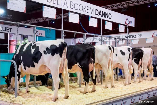 16 TOP 10 holstein-friesian bikova u Nizozemskoj Danno: Svjetski top bik koji pomiče granice Top 8 bikova po dugovječnosti u Nizozemskoj Jedna od najboljih grupa kćeri na prošlogodišnjem NRM šou su