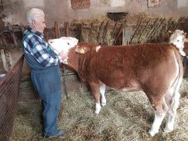 3 ZANIMLJIVOSTI Više kolostruma povećava proizvodnju mlijeka Mnogi farmeri se boje dati novorođenoj teladi potrebnu količinu kolostruma, jer to može uzrokovati proljev.