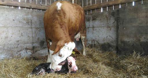 Međutim takav feces ima kiselkast miris zbog čega se često misli da je to proljev. Budući da mnogi farmeri koriste seksirano sjeme ili osjemenjuju drugom pasminom dobiva se sitnija telad.