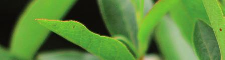 Pored visokožbunaste poznate su i kanadska gorka borovnica (V. myrtilloides), niskožbunasta borovnica (V. angustifolium), crna borovnica (V.