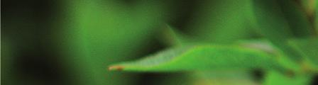 USOVI USPEVANJA Visokožbunasta borovnica ima širok spektar uspevanja u pogledu klimatskih i zemljišnih činilaca.