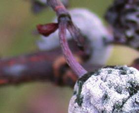 Tkivo u osnovi cvetnih grozdova može izgledati vodenasto ili mrko.