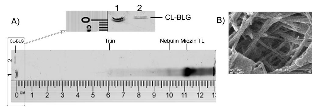 Slika 6.1. A) Elektroforeza na agaroznom gelu. Traka 1: proteini ekstrakta mišića miševa korišćeni su kao molekulski markeri: miozin TL (teški lanac)- 220 kda, nebulin- 800 kda, titin- oko 3000 kda.