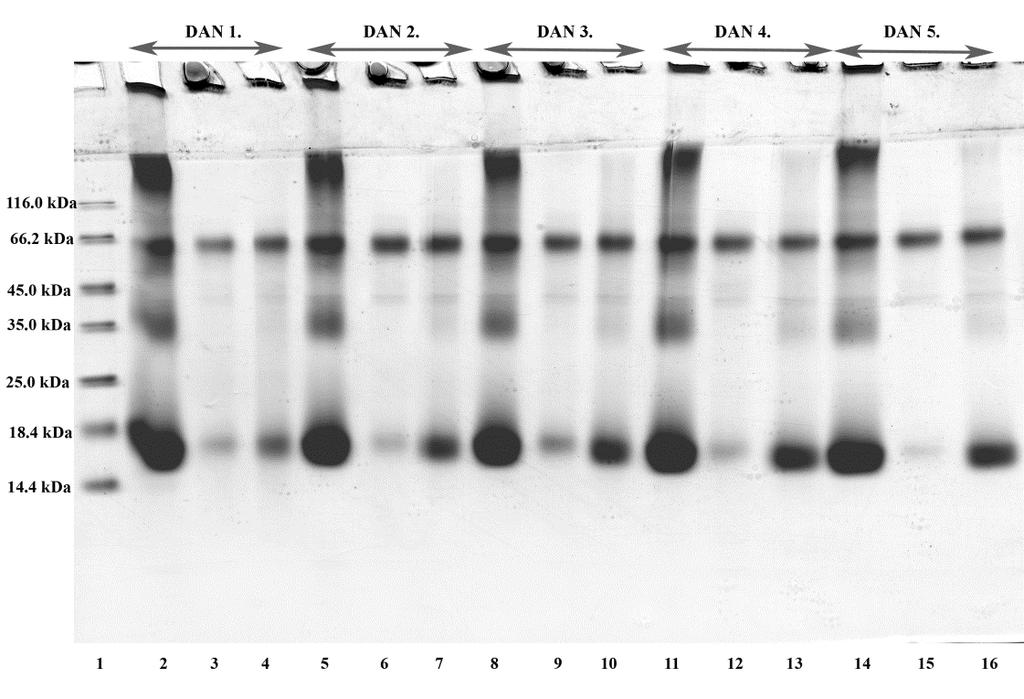 Slika 5.5. Procena stabilnosti modifikacija umrežavanjem proteina lakazom u različitim vremenskim intervalima od tretmana ultrazvukom.