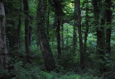 Slika 2. (a) Fotografija šume bez izmaglice (b) Tamni kanal Slika 3.