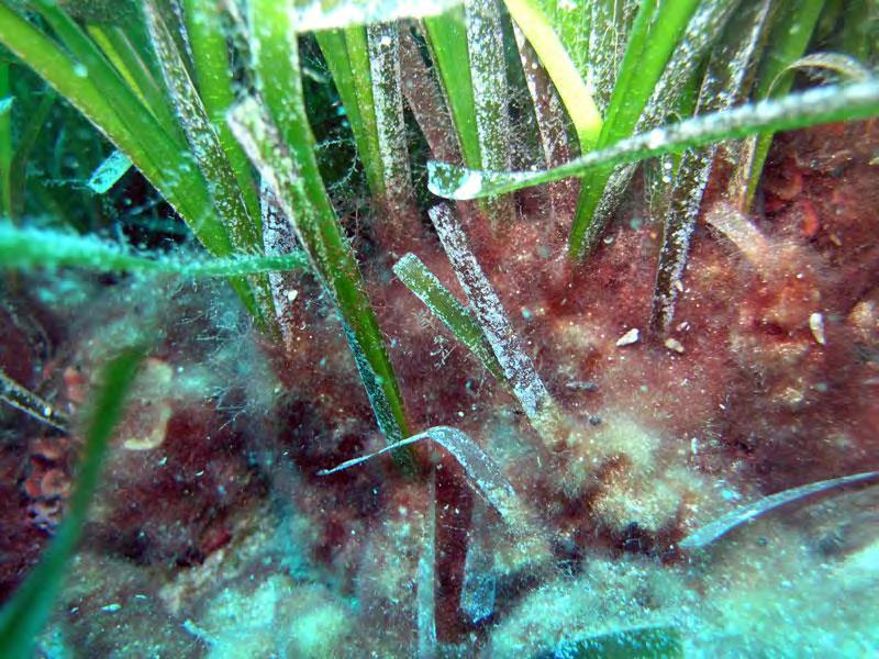 Slika 15. Posidonia oceanica i Womersleyella setacea Fotografija: Institut za oceanografiju i ribarstvo, Laboratorij za bentos 5.