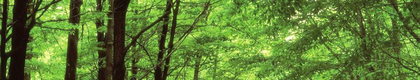 11 ŠUMARSTVO Pošumljavanje sadnjom i posječena bruto drvna masa 2012 2013 2014 Pošumljavanje sadnjom u ha