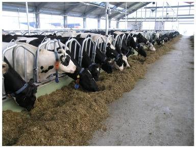 Slika 2. Primjer hranidbenog hodnika s krmnom zabranom U svakoj staji planirane su termo pojilice za napajanje krava.