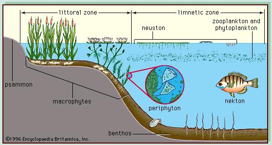 Subcenoze u jezeru (fitoplankton, zooplankton, neuston, nekton, perifiton, makrofite, psamon, bentos) TAKSOCEN:
