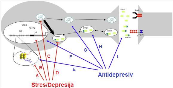 Neuroplasticitet veza između stresa i depresije HHA osovina u depresiji Poznato je da glukokortikoidi regulišu preživljavanje neurona, neurogenezu i veličinu hipokampusa, pamćenje i emocionalno