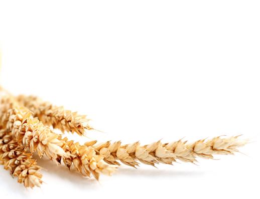 Reč je o regulatoru rasta koji se zove Cycocel 750. To je koncentrovani rastvor - preparat koji ima mogućnost da modifikuje našu pšenicu, ali kako? Svi mi volimo dobar i bogat rod pšenice.