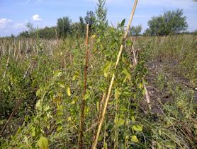To je slučaj sa pepeljugom ili zeljem. Pulsar 40 i Basagran, herbicidi koji se najviše upotrebljavaju u soji, deluju na ovaj korov, ali samo dok je mali.