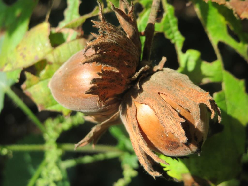 Plod sinkarpna orašica sa dve karpele (nux sincarpa) i sa jednim