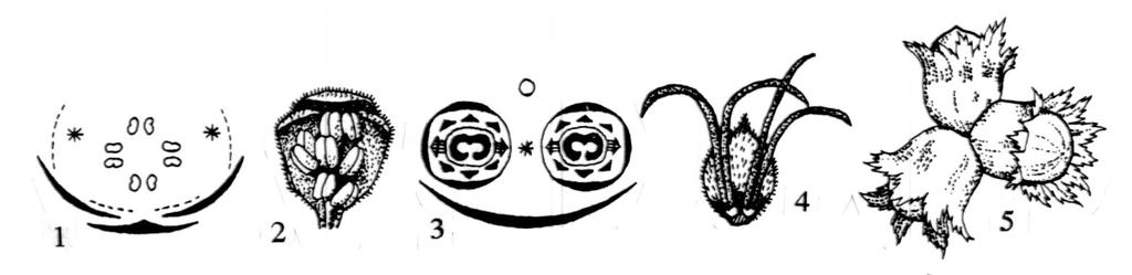 1. dijagram muškog cveta, 2. muški cvet, 3. dijagram ženskog dihazijuma, 4. dva ženska cveta, 5.