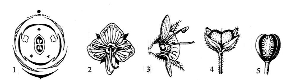 1. dijagram cveta, 2. cvet, 3. uzdužni presek cveta, 4.