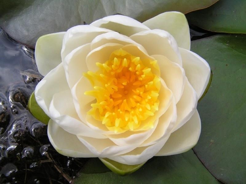 Cvetovi su beli, krupni 10 20 cm u prečniku.