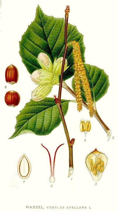 Ženske cvasti u obliku pupoljaka iz kojih vire dvodelni tamnocrveni žigovi. Plod sinkarpna orašica sa dve karpele (nux sincarpa) i sa jednim semenom (lešnik).