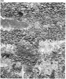 Sistematična izmjena poporečnih i uzdužnih blokova na Justinijanovom zidu u