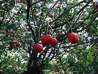) Trešnja je listopadno stablo s dosta rijetkom krošnjom, koje naraste od 16 do 20 m visoko. Listovi su obrnuto jajasti, zašiljeni, 6-12 cm dugi, pilastog ruba.