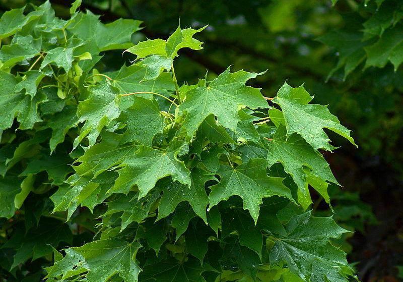 Mliječni javor (A. platanoides L.) listopadno je drvo d 20 m visoko s dosta gustom krošnjom. Kora je tamnosmeđa, uzdužno i mrežasto izbrazdana.