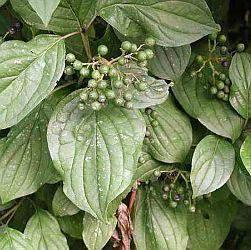 Svibovina (Cornus sanguinea L.) listopadni je grm oko 3-5 m visok sa šibolikim dugim granama. Kora je smeda i uzduž i poprijeko ispucana.