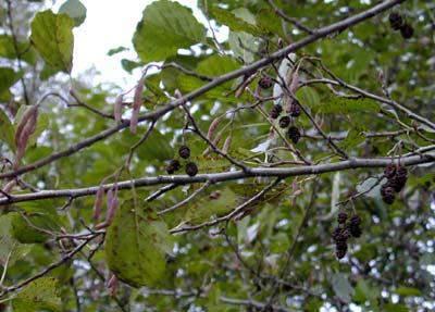Joha (Alnus glutinosa Mill.) listopadno je stablo do 25 m visine, s vitkim deblom. Listovi su troredni, obrnuto jajoliki, 4-10 cm dugački.