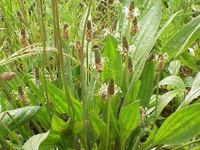 Suličasti trputac (P. lanceolata L.) trajnica sa 10-20 cm dugim, šiljatim, sa 3-5 žila uzduž ispruganim listovima, koji se postupno suzuju u posve kratku peteljku, a složeni su u prizemnu rozetu.