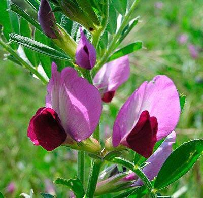 Facelija (Phacelia tanacetifolia Benth) jednogodišnja je zeljasta biljka, koja naraste do 80 cm. Cvjetovi su plavoljubičaste boje skupljeni u cvjetovima (15-20).