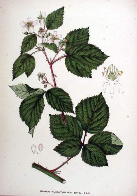 Od glavnih medonoša, koje pčelama osiguravaju kasnu proljetnu pašu u lipnju, mogu se izdvojiti: Nabrana kupina (Rubus plicatus Weihe et Nees) je od 1 do 2 m visok grm, kojemu dvogodišnje, dugačke
