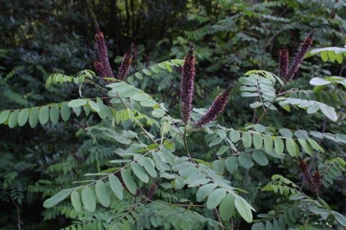 Amorfa (Amorpha fruticosa L.) je grm je do 2 m visine. Izbojci su joj šiboliki s glatkom i sivom korom, debeli 2-3 cm. Listovi su do 30 cm dugački, sastavljeni od 11-25 jajolikih listića.