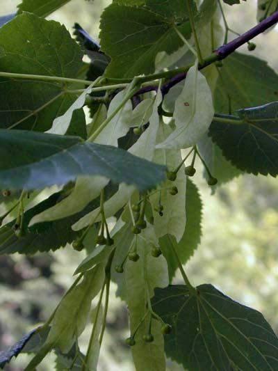 Kora je u odraslih primjeraka debela, sivocrvenkaste boje i uzdužno grubo ispucana. Listovi su veći od listova sitnolisne lipe, dimenzija su preko 8 cm i nalaze se na 3-6 cm dugim peteljkama.