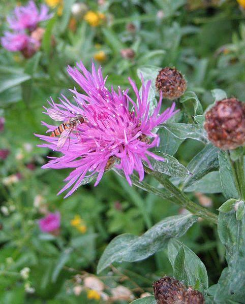 Livadna zečina, crveni različak (Centaurea. jacea L.) je trajnica, 30-80 cm visoka. Stabljika je uspravna, uglasta i dlakava s naizmjence rasporedenim listovima.