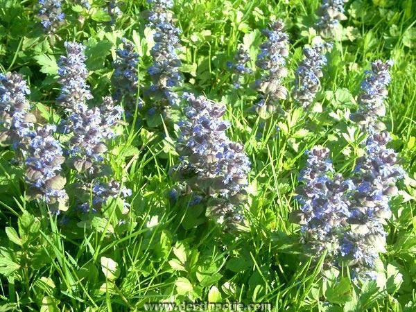 Cvjetovi su plavi ili tamnoljubičasti na oko 2 mm dugim stapkama, skupljeni po 4-6 u razmaknutim pršljenima koji čine 10-30 cm duge prividne klasove. Cvjeta od svibnja do kolovoza.