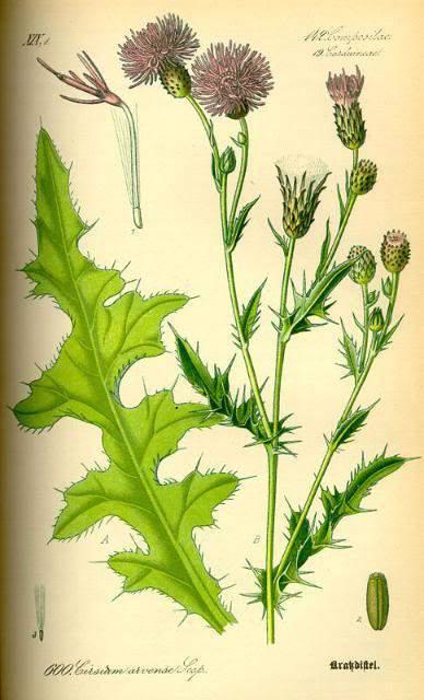Šapika (Heracleum sphondylium L.) je dvogodišnja ili višegodišnja zeljasta biljka.
