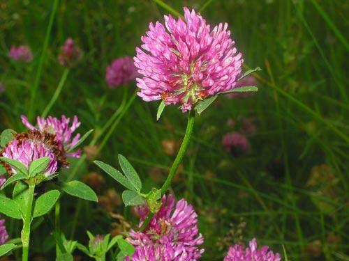 Crvena djetelina (Trifolium. pratense L.) trajnica je do 50 cm visoka s jako razvijenim podzemnim dijelovima i razgranjenim, uspravnim ili pridignutim stabljikama.