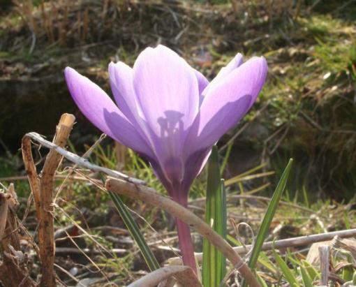 neapolitanus) niska je višegodišnja biljka koja nakon snijega izbija iz podzemnih lukovica. Ima linearne, uske listove Cvjetovi su gotovo prizemni.