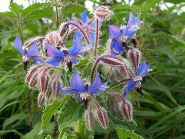 Ljekoviti oštrolistac, borač (Borago officinalis L.) jednogodišnje je 30-60 cm visoko biljka, uspravne, debele, šuplje i razgranjene stabljike.