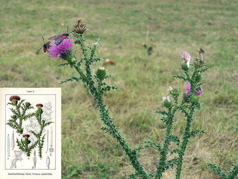 Cvate od lipnja do rujna. Pčelama je podjednako zanimljiva obzirom na nektar i pelud. Bodljasti stričak (Carduus. acanthoides L.) dvogodišnja je biljka obrasla bodljama. Naraste 30-100 cm visoko.