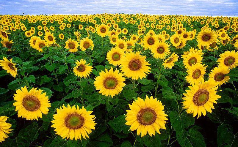 Suncokret (Helianthus annuus L.) jednogodišnja je zeljasta biljka sa čvrstom, 1-2,5 m visokom, uspravnom, grubo dlakavom manje ili vise drvenastom stabljikom.