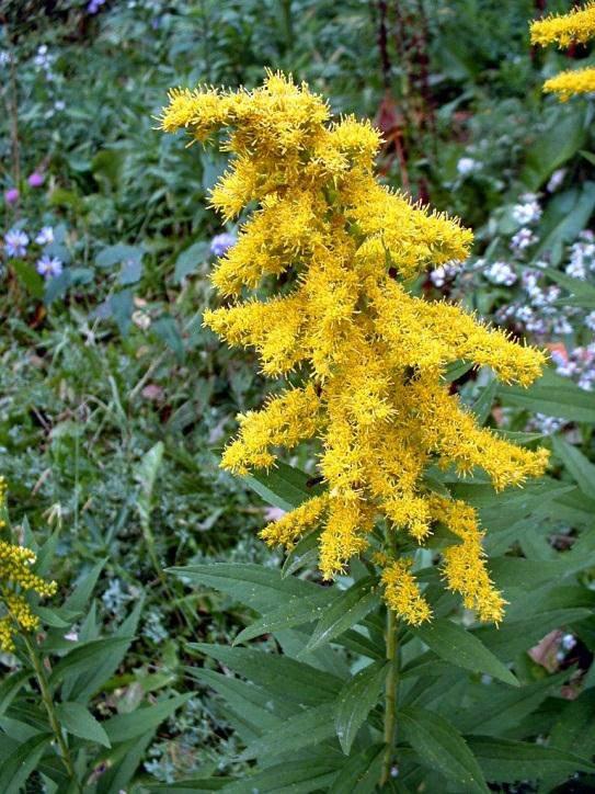 gigantea Aiton. Od zlatnica ova je biljna vrsta najveća, može narasti i do 2 m. U gornjem se dijelu nalaze žute grozdaste cvati.
