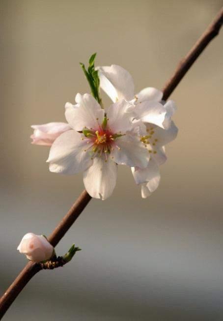 Cvjetovi su bijele ili ružičaste boje smješteni pojedinačni ili po 2-4 u skupini na vrlo jakim peteljkama. Cvatnja prethodi listanju i događa se u veljači ili ožujku.