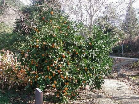 aurantium L.). Mandarinka je vazdazeleno do 3 m visoko stablo uglavnom s glatkom korom. Kod mladih se izbojaka u pazušcima listova nalazi po jedan tanak trn, dok su stare grane često bez trnja.